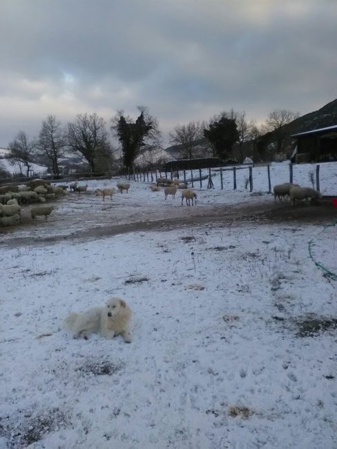 pievebovigliana-terremoto-neve