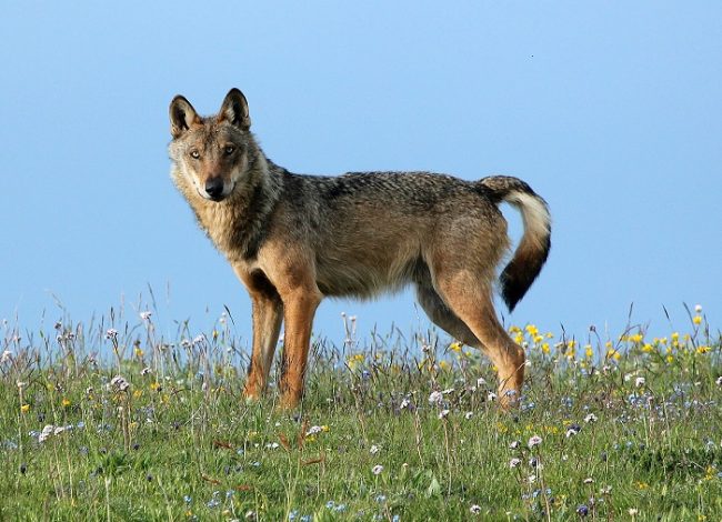 LUPO-foto-di-Carlo-Vecchioli