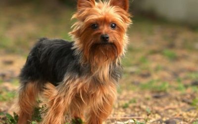 Yorkshire-Terrier-6drzfbpyh30gv1x8dk2mxoy6dg1mwnpmj9k1lbrkwb6-400x250