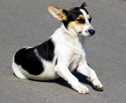 cane