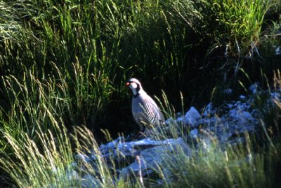 coturnice-vettore-1-400x269