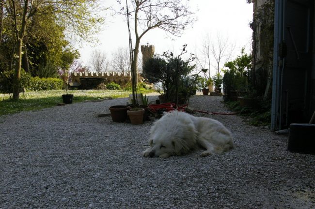 fai-3-Copy-650x432
