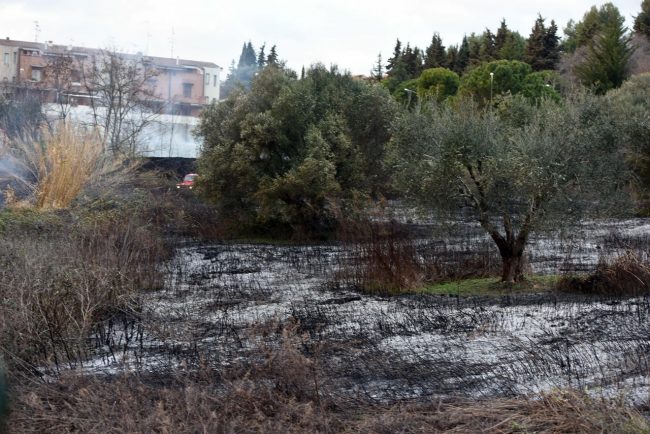 incendio-sterpaglie-civitanova-alta-FDM-3-650x434
