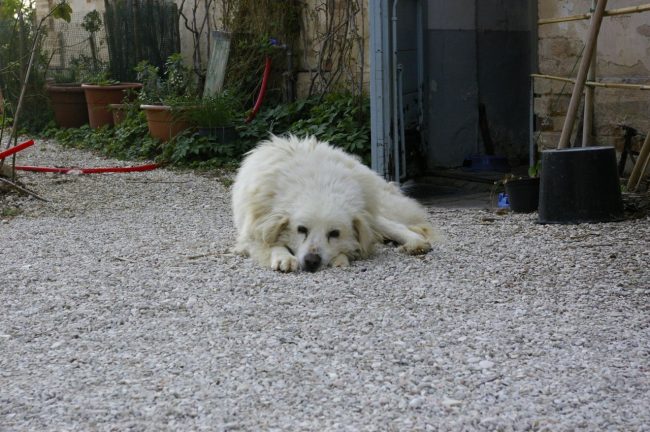 villa-la-pieve-5-Copy-650x432
