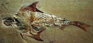 Esemplare-di-razza-attribuito-al-Coccodus-e-riferito-al-Cretaceo-proveniente-da-Hakel-Libano