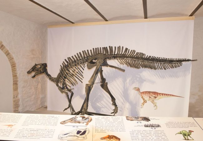Prosaurolophus-blackfeetensis-specie-di-dinosauro-vissuta-nel-Cretaceo-Superiore-proveniente-dal-Montana-Usa