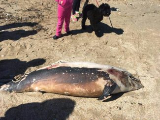 delfino-morto-porto-potenza-2-325x244