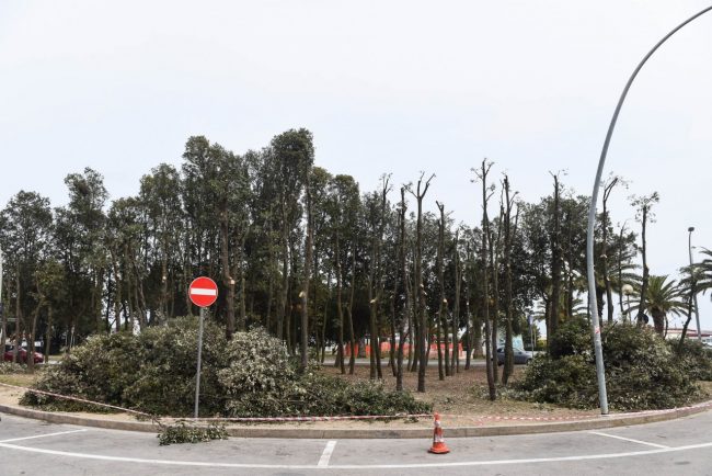 lecci-tagliati-potatura-lungomare-piermanni-civitanova-1-650x434
