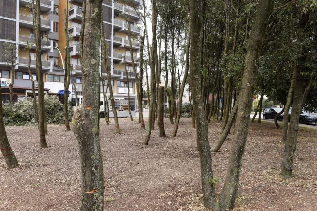 lecci-tagliati-potatura-lungomare-piermanni-civitanova-5-650x434