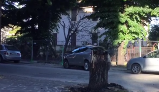 albero-bruciato-matteotti-tolentino