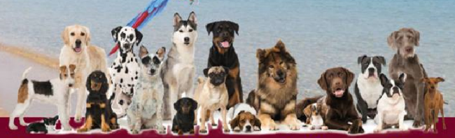 domenica-bestiale