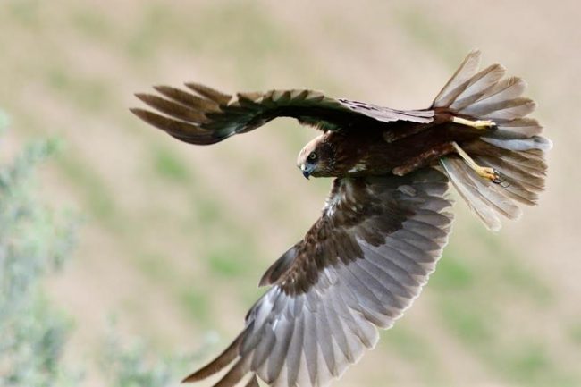 falco-di-palude-mauro-palloni