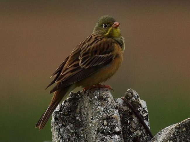 ortolano-foto-di-franco-paci