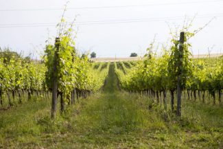 vitigno-verdicchio-cavalieri-11-e1424283259863-325x217