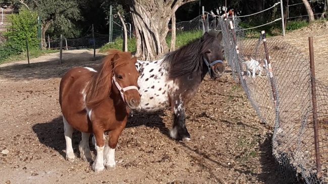 Centri-estviv-Pony
