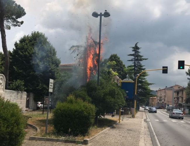 palma-fuoco