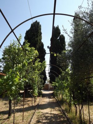 4.-Orto-delle-Monache-sul-Colle-dellInfinito-Recanati-MC-©-FAI-Fondo-Ambiente-Italiano-300x400