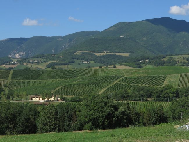 Vigneti-Matelica