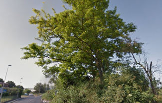 albero-via-bramante