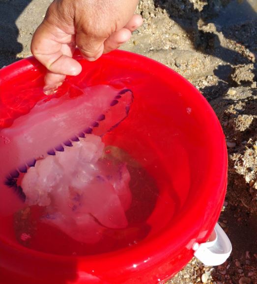 medusa_gigante-1