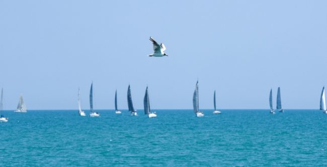 regata-civitanova-sebenico-partenza-FDM-12-650x332