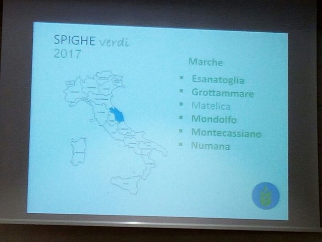 spiga-verde3-650x488