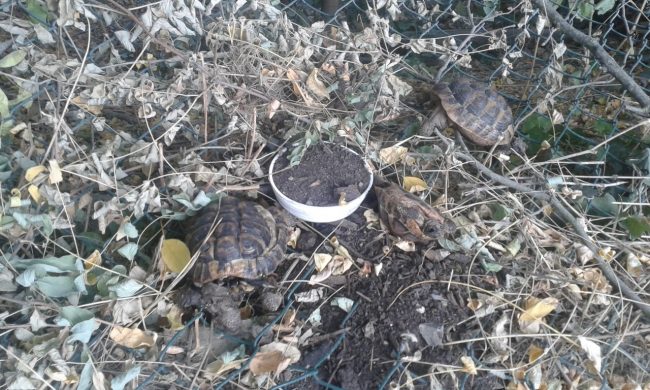 tartarughe-morte-parco-Fontescodella-luglio-2017-2-650x390