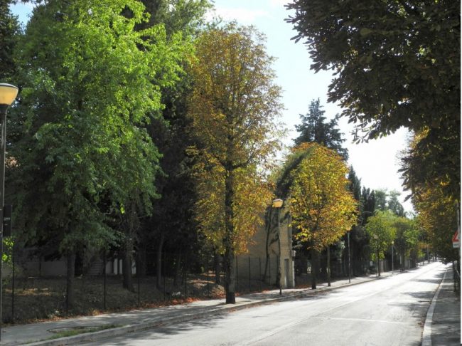 Alberatura-viale-Indipendenza-ora-e-come-sarà-e1503489959990-650x486