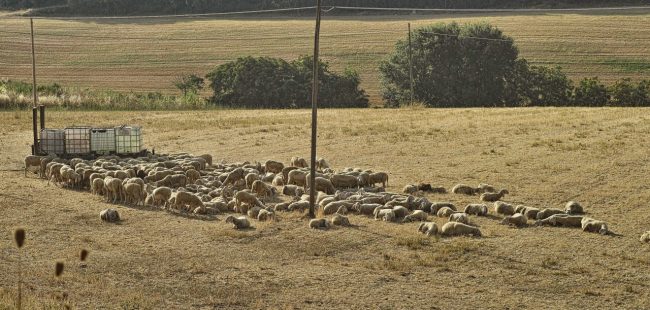 Siccita_2_ago_2017_SDIP0791-650x310