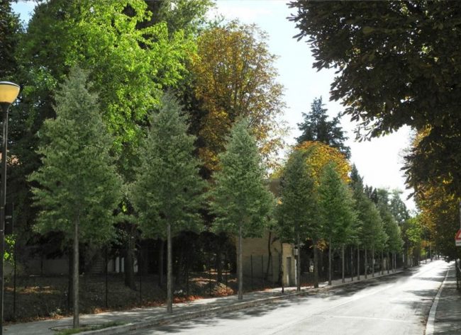 alberatura-viale-indipendenza
