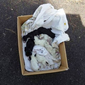 cuccioli-ritrovati-civitanova