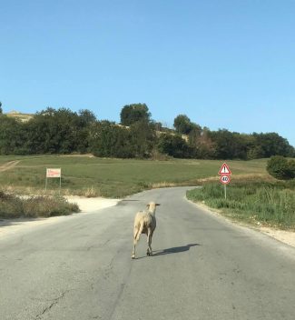 pecora_monte_san_giusto