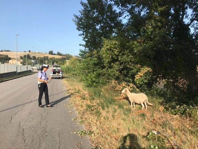pecora_monte_san_giusto2-650x488