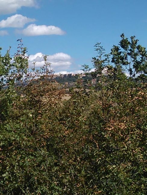 cammino-lauretano-5-1-488x650