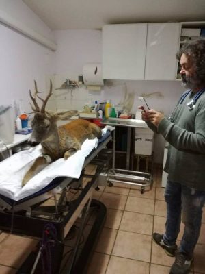 capriolo-investito-2-300x400