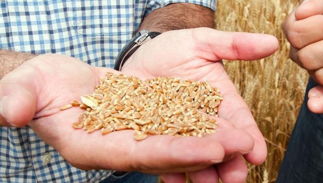 grano