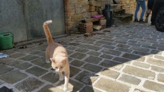 sfratto_peppina_fattori_fiastra-1-325x183