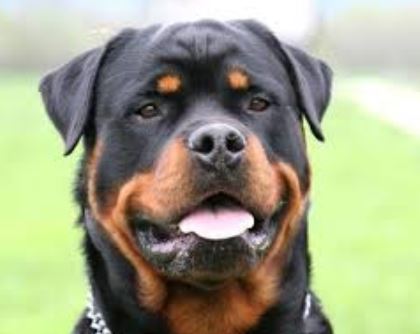 rottweile