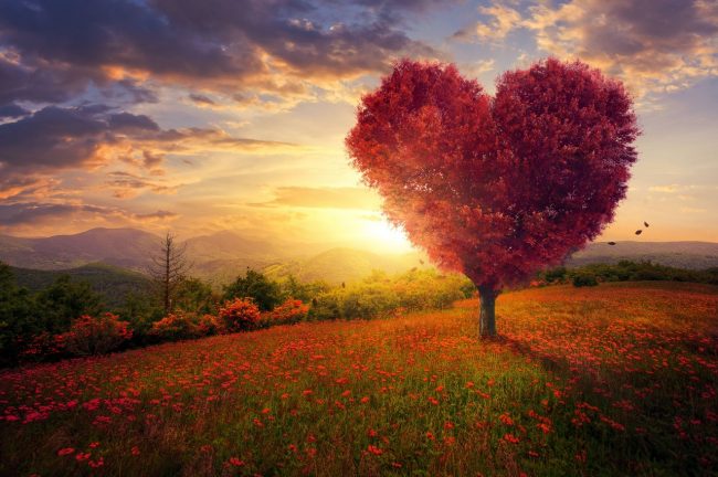 un-cuore-nelle-Marche