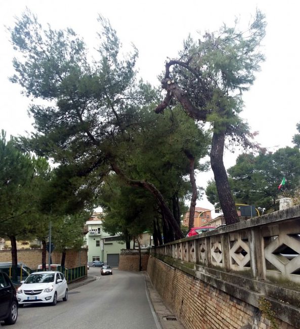 albero-abbattuto-nov-2-593x650