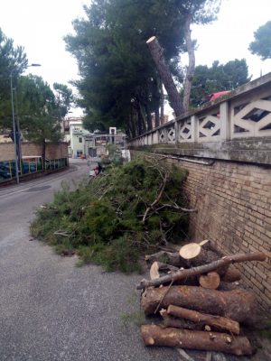 albero-abbattuto-nov-2017-300x400
