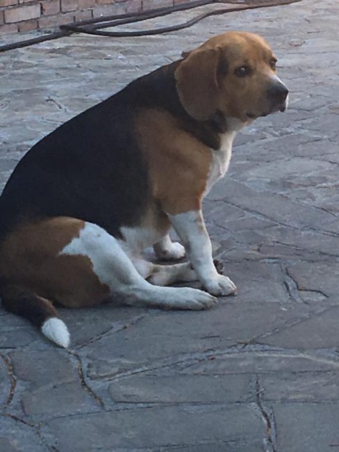 beagle-riccardo-sbaffi-cane