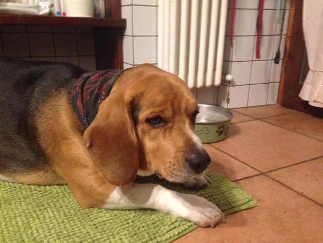 cane-riccardo-sbaffi
