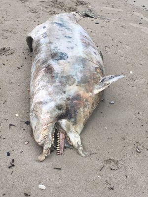 delfino-morto-2-300x400