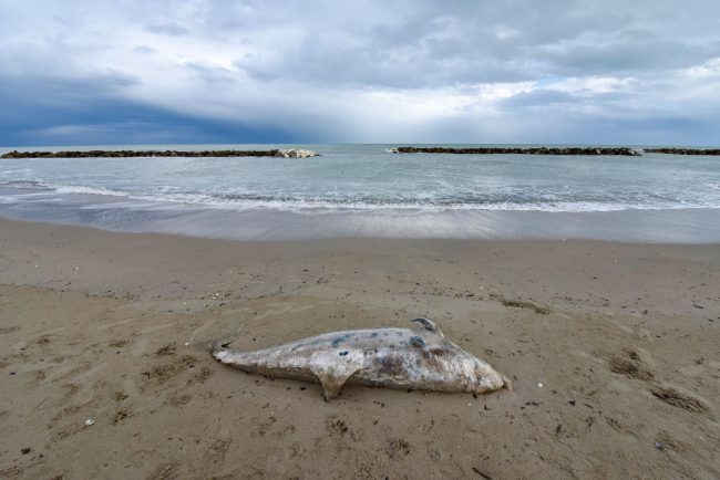 delfino-morto3-650x434
