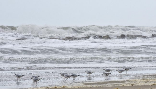 mare-mosso-gabbiani-civitanova-FDM-8-650x371