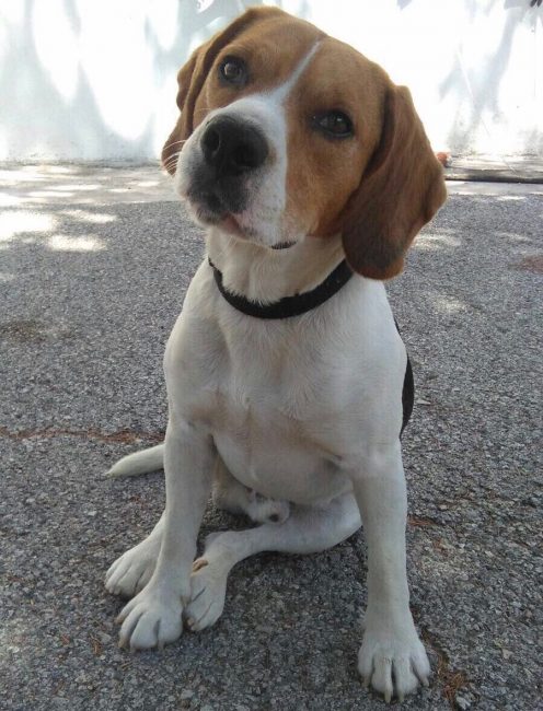 cane-smarrito-2-496x650