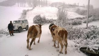 mucche-neve-pieve-