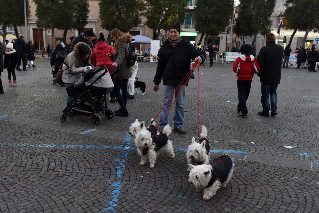 santantonio-in-piazza-animali-civitanova-FDM-9