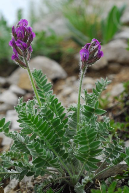 Oxytropis-halleri-velutina-Ocre-27-435x650